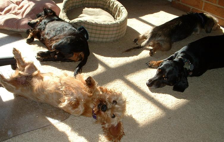 Clockwise starting at 11:00--Linus, Schnitzel, Lola and foster dog Klaus enjoying the sun